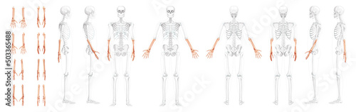 Foto Set of Skeletons Forearms Human ulna, radius, hand front back side view with partly transparent bones position