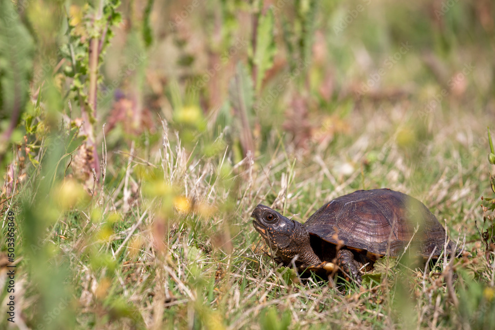 Yellow Bellied Slider Yellow Bellied Slider