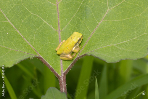 可愛いアマガエル