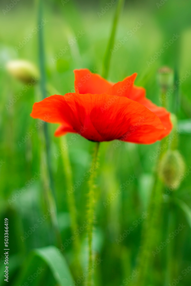 Beautiful common poppy flower on green background Beautiful common poppy flower on green background
