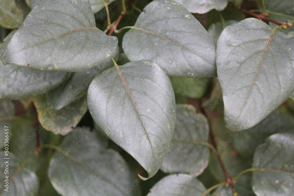 Silver leaf (Chondrostereum purpureum). Symptoms of fungal disease on lilac leaves Silver leaf (Chondrostereum purpureum). Symptoms of fungal disease on lilac leaves