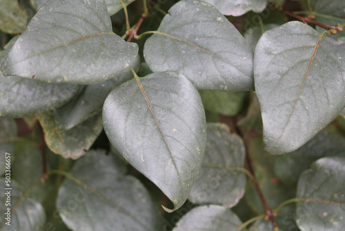 Silver leaf (Chondrostereum purpureum). Symptoms of fungal disease on lilac leaves photo