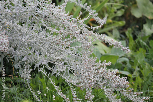 Ornamental wormwood plant with gray leaves in autumn garden photo