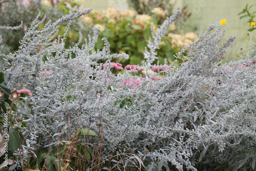 Ornamental wormwood plant with gray leaves in autumn garden photo