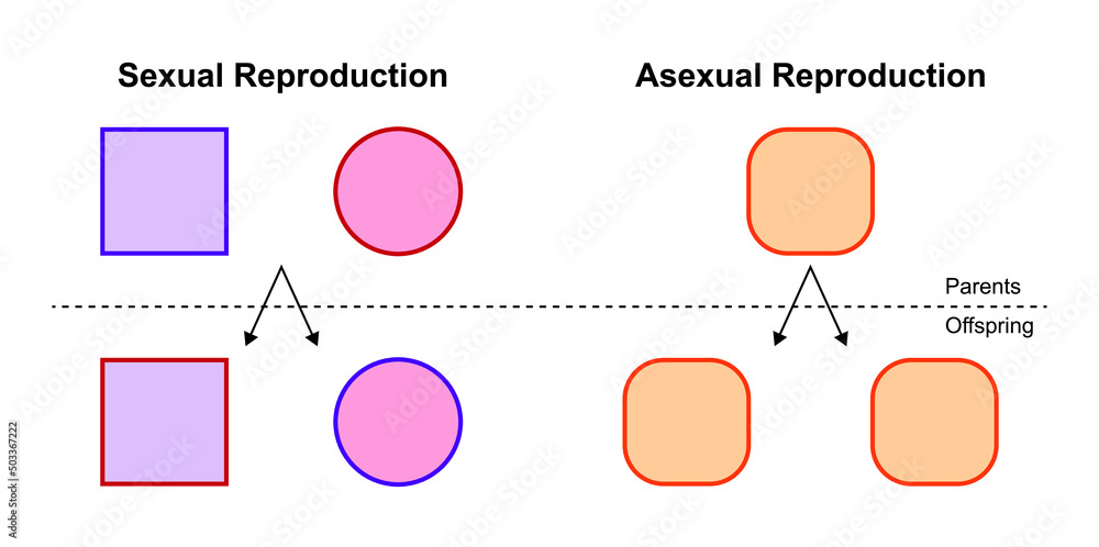 Scientific Designing Of Differences Between Sexual And Asexual Reproduction Colorful Symbols 0958