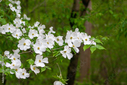 Flowering Dogwoods (Cornus florida) formed a triangular or pyramid shape with their white petals. Spring in Baltimore, Maryland