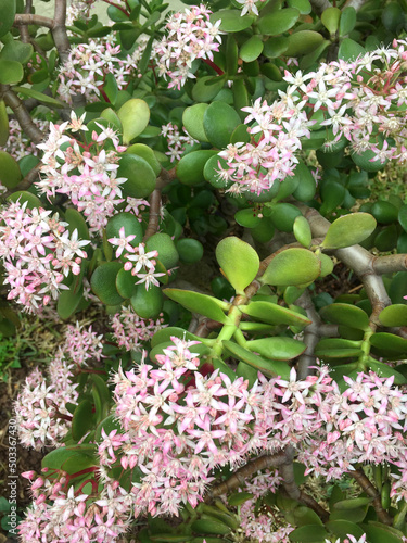 A flower  Crassula ovata with pink flowers and green leaves is depicted in close-up.