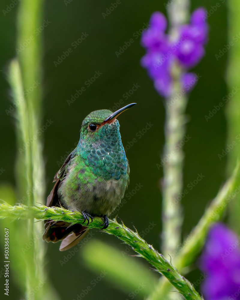 Obraz premium Stunning Rufous-tailed Hummingbird perched on a tropical flower in Costa Rica