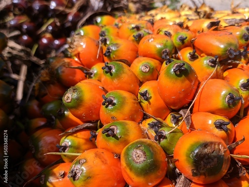 Fresh oil palm fruit is harvested in the morning photo