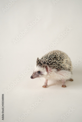  hedgehog on a beige background.Domestic hedgehog.prickly pet. female hedgehog.Gray hedgehog with white spots.