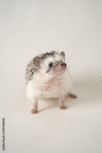 African pygmy hedgehog on a beige background.Domestic white-bellied hedgehog.prickly pet.