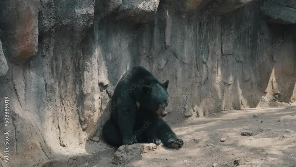 Isolated Black Bear Sitting And Resting On The Ground. wide Isolated Black Bear Sitting And Resting On The Ground. wide