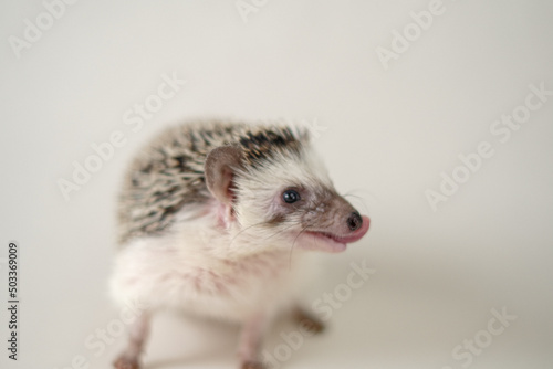 African pygmy hedgehog on a beige background.Domestic white-bellied hedgehog.prickly pet. female hedgehog.