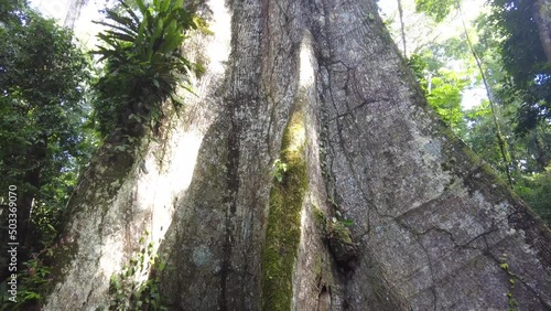 big ceiba tree in the tropical rainforest. Rising up the trunk of amazon tree photo