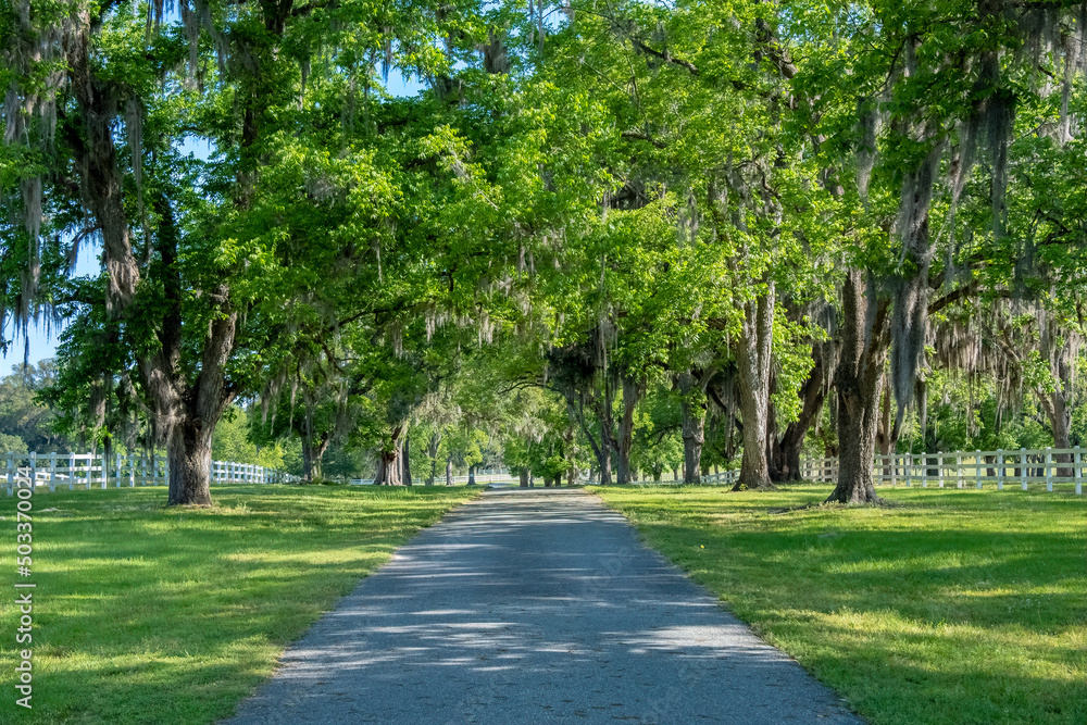 Live Oak Lined Driveway, Ashville Highway, County Road 146, Jefferson County, Florida