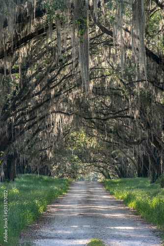 Canopy of Oak Trees on a dirt road in Brooks County, Georgia photo