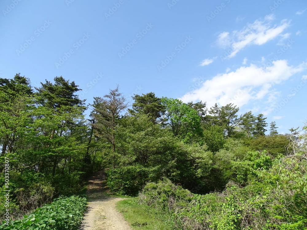 初夏の里山 初夏の里山