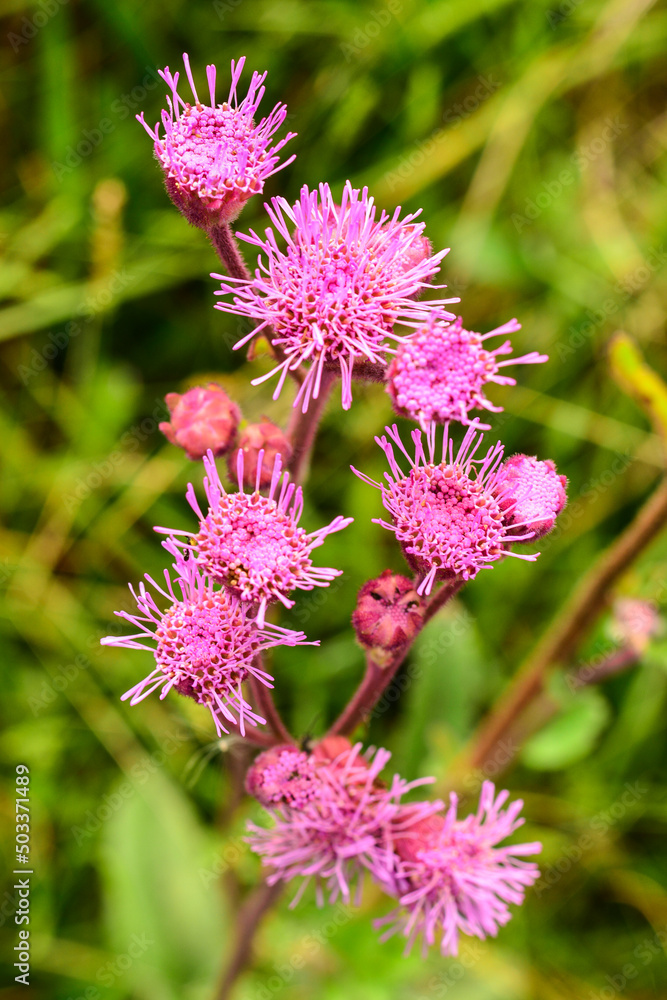pink and purple flower