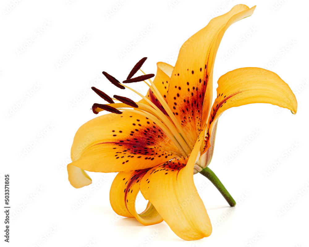 Orange flower of asian lily, isolated on white background