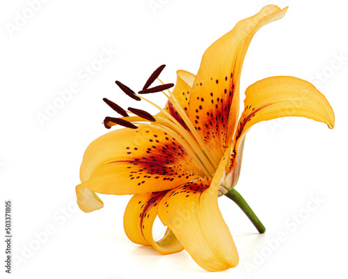 Obraz na płótnie Orange flower of asian lily, isolated on white background w salonie