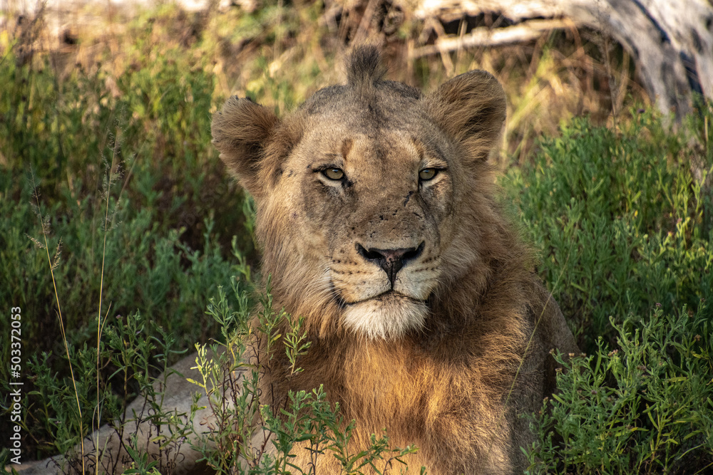 lion in the grass