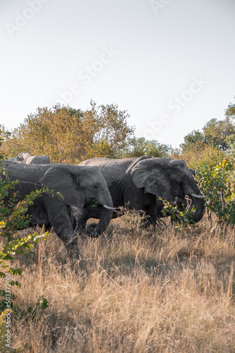 elephants in the savannah