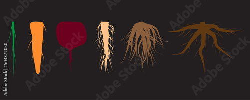 colored roots on a black background. Floral branch. Vector illustration. Stock image.