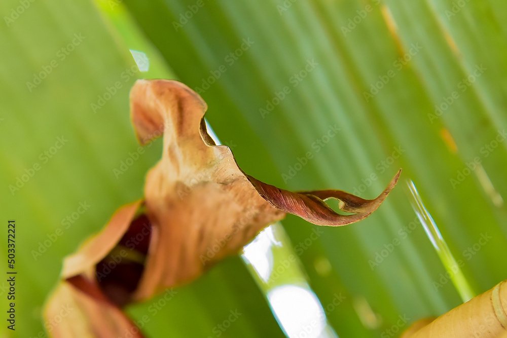 close-up of a dry leaf on green background
close-up of a dry leaf on green background