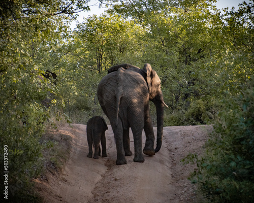 elephant in the wild