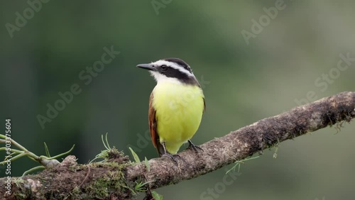 a front view of a great kiskadee perching on a branch at boca tapada in costa rica photo