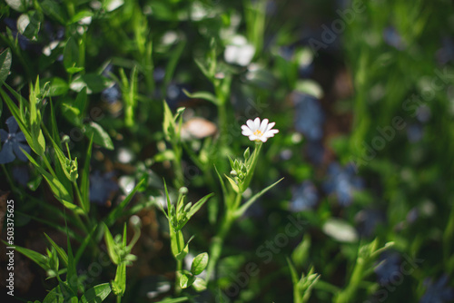 grass and flowers