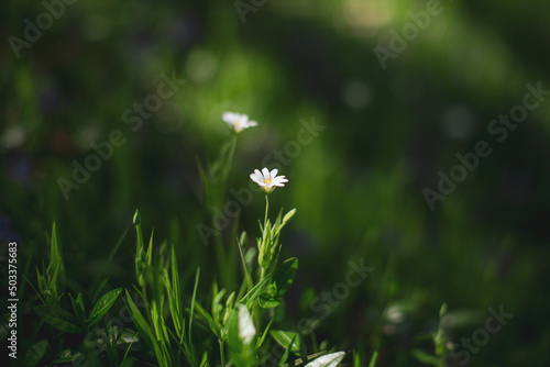 Flower in the grass © Caroline
