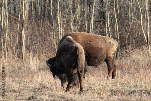 Evening Of Bison, Elk Island National Park, Alberta