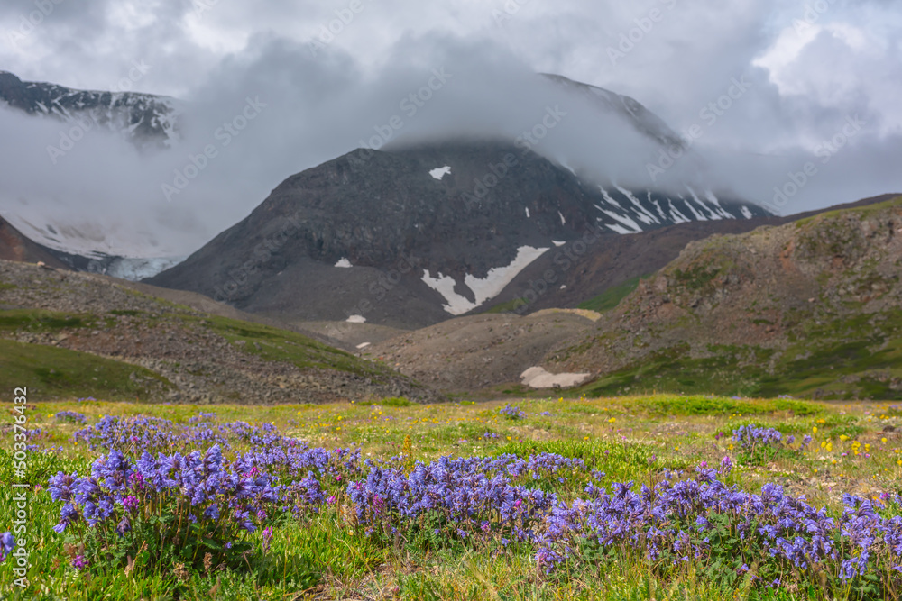 Dramatic scenery with sunlit flower meadow against snow mountains in dense low clouds. Atmospheric landscape with purple flowers in green valley in sunlight and snow mountain range in thick clouds.