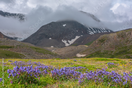 Dramatic scenery with sunlit flower meadow against snow mountains in dense low clouds. Atmospheric landscape with purple flowers in green valley in sunlight and snow mountain range in thick clouds.