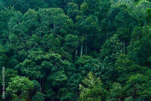 Periyar Forest in Kerala  India 