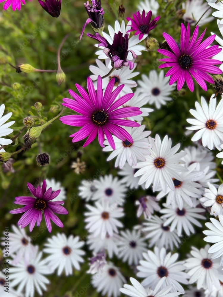 Fototapeta premium pink flowers