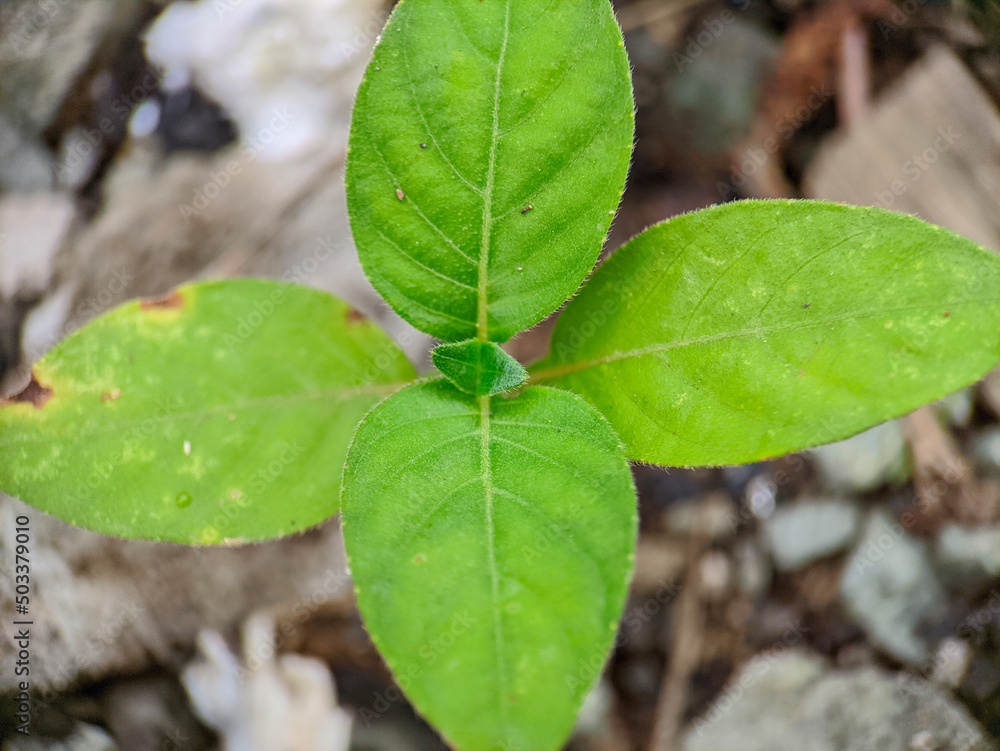 the ornamental plants the ornamental plants