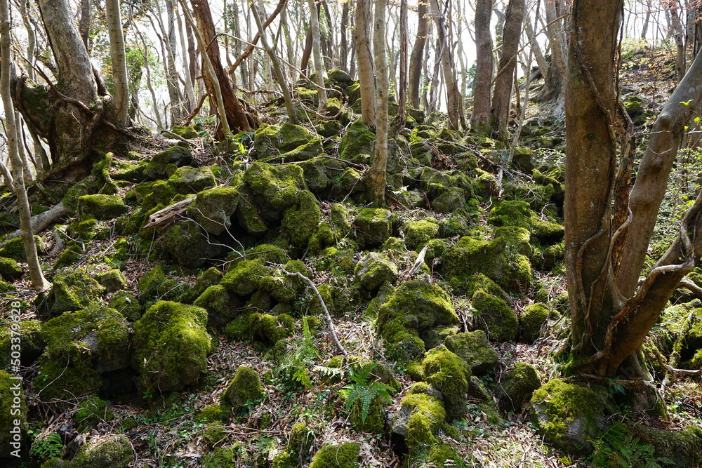 mossy rocks and old trees in early spring forest mossy rocks and old trees in early spring forest