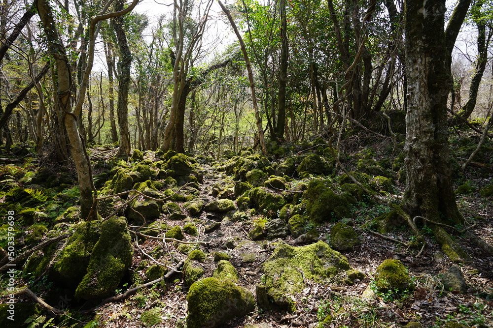 mossy rocks and old trees in early spring forest mossy rocks and old trees in early spring forest