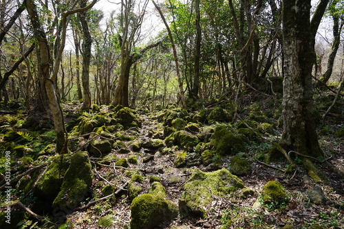 mossy rocks and old trees in early spring forest