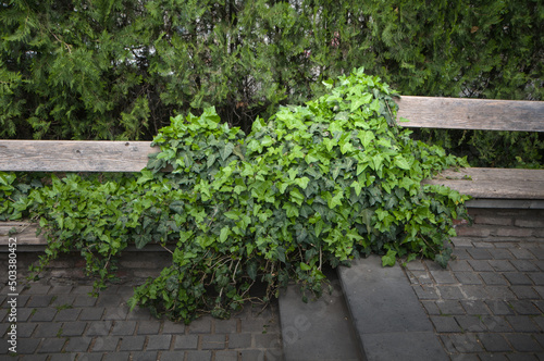 bench in the park