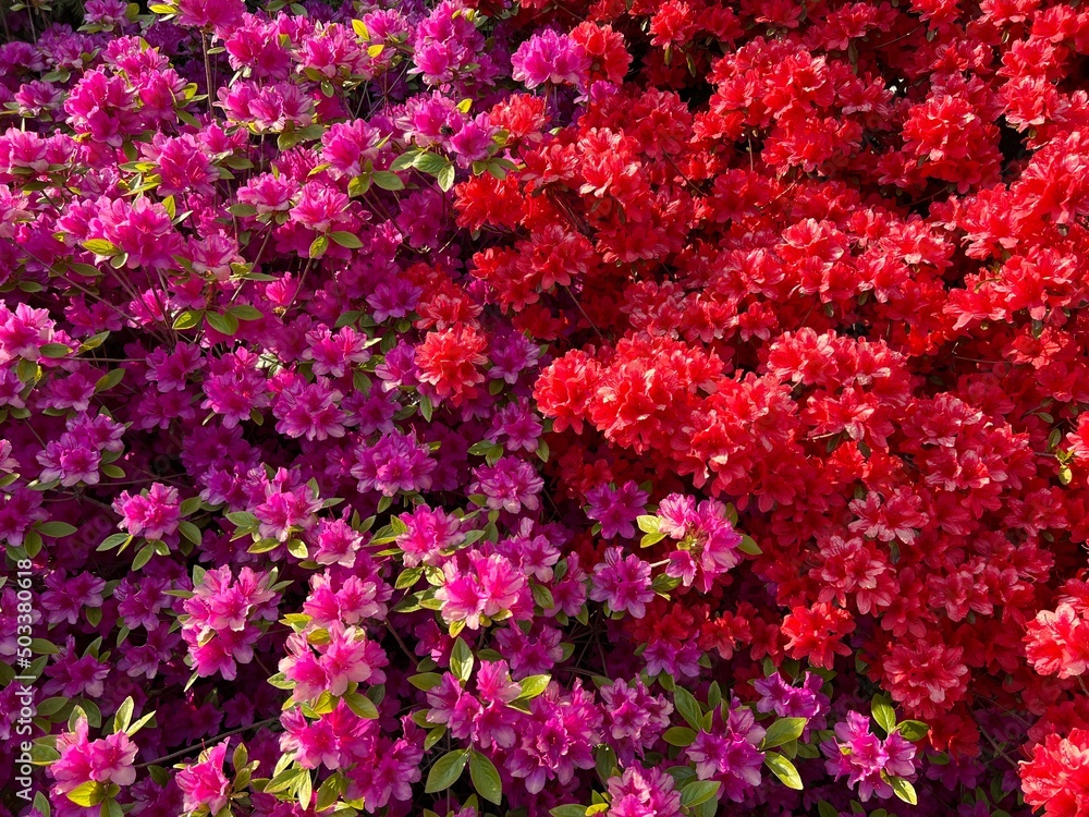 pink and red flowers pink and red flowers
