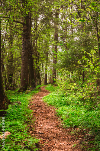 Petit chemin dans le Bauges