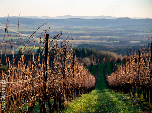 Looking down a hill between bare winter vines and long tendrils glowing in afternoon sun, green grass between rows and a valley view beyond. 