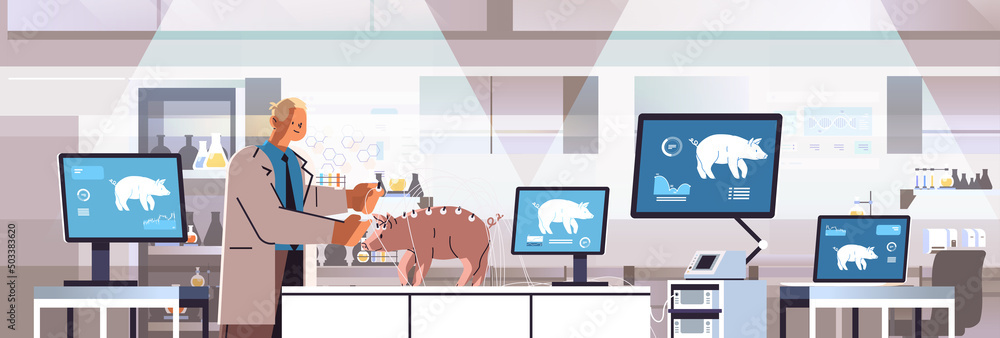 Fototapeta premium scientist or veterinary worker doing experiments in lab with experimental pig biological genetic engineering research