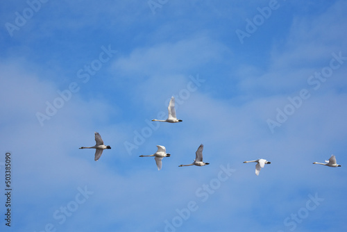 低く飛ぶ白鳥の群れ