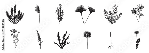 Fotografie, Obraz black flat botanical elements illustration isolated on white background