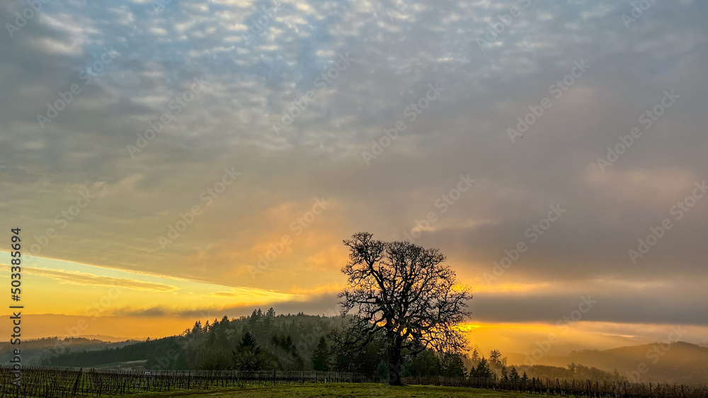 A solitary oak tree is a silhouette in front of a glowing sunset sky in Oregon, textured clouds and strong light against clouds and fog.