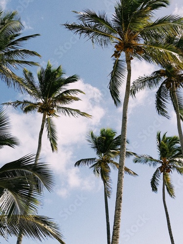 palm tree beach ocean view background
